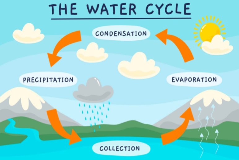 The Stages of the Water Cycle