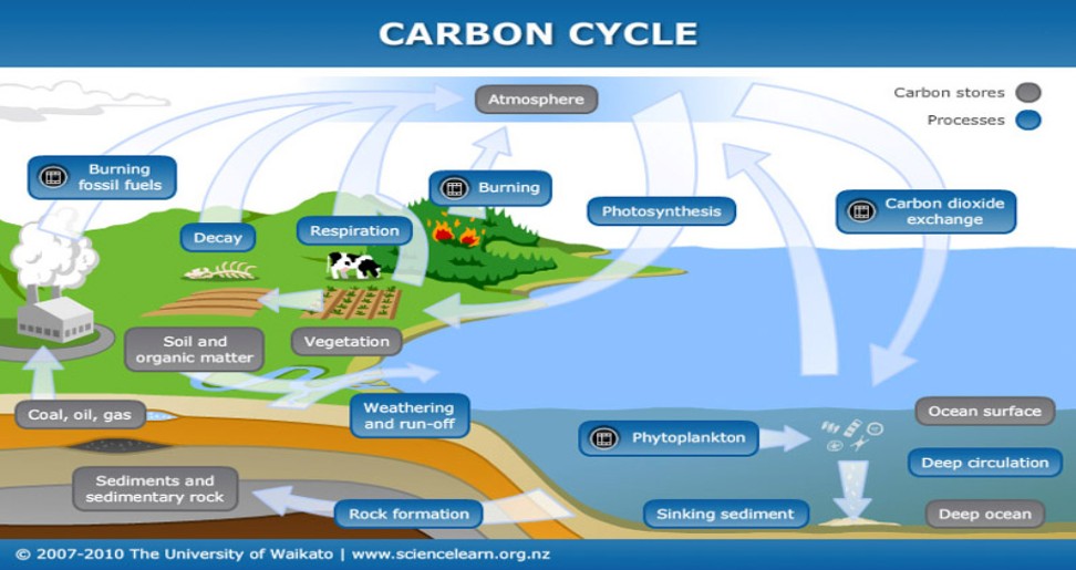 The Carbon Cycle: Nature's Recycling System