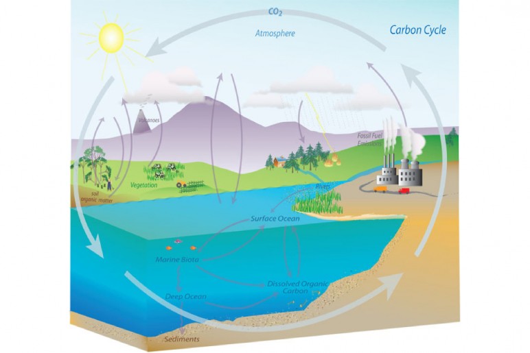 What is the Carbon Cycle?