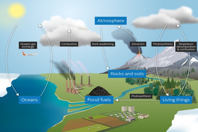 Understanding the Carbon Cycle