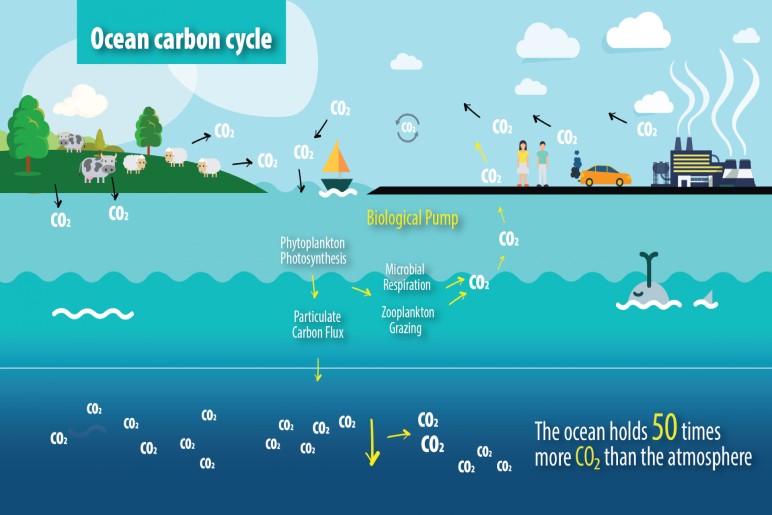 Human Impact on the Carbon Cycle