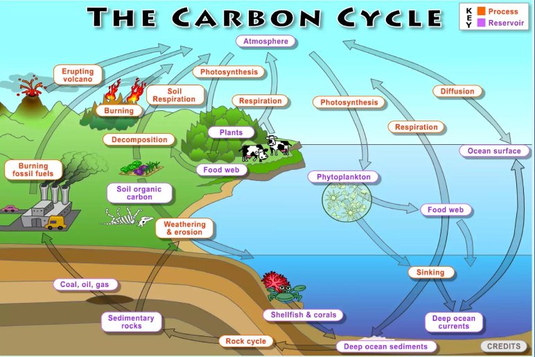 The Carbon Cycle and Climate Change